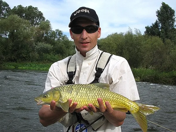 User submitted picture: A classic Yellow Fish in ...