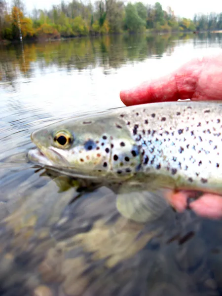 User submitted picture: Last "silver" Trout of ...