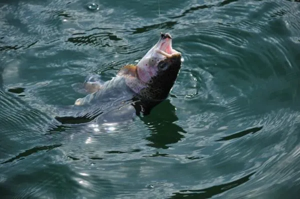 User submitted picture: Triploid Trout