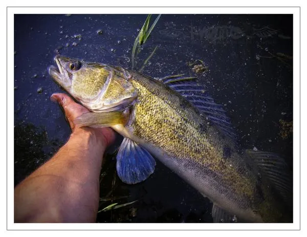 User submitted picture: Gold Fish