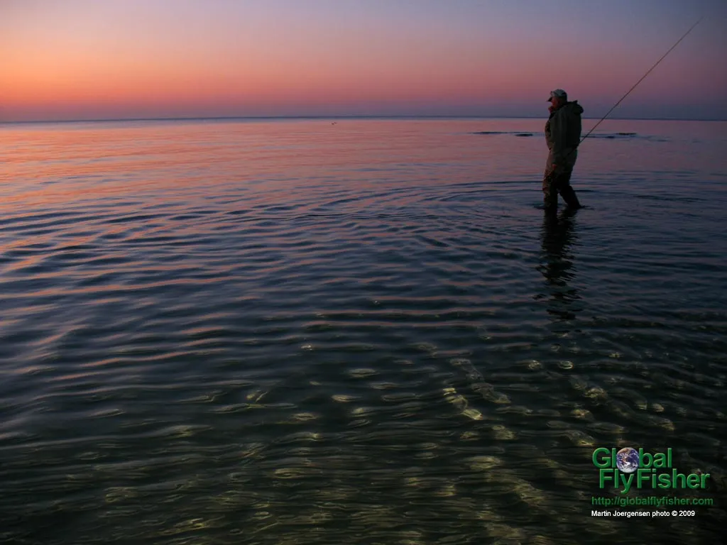 Computer screen wallpaper: Wading in the shallows on a beautiful evening